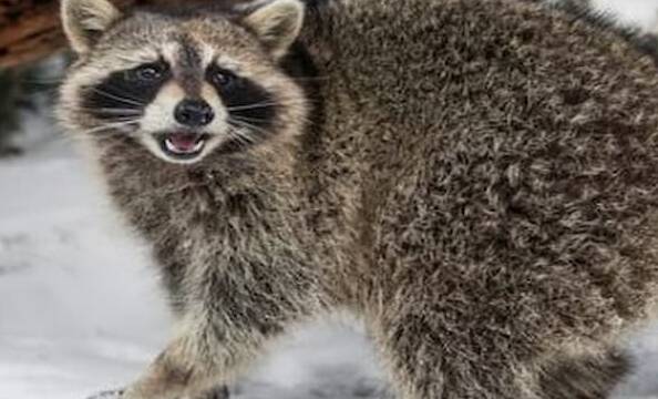 How long can baby raccoons live without food and water?