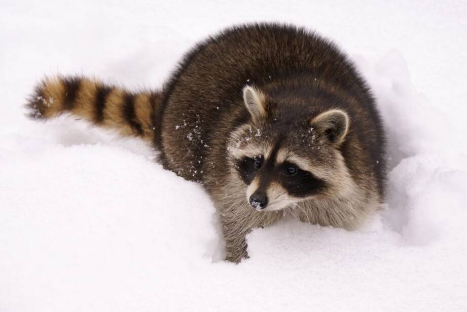 how long can baby raccoons live without food