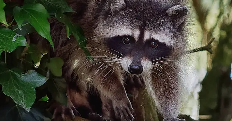 how long can baby raccoons live without their mother