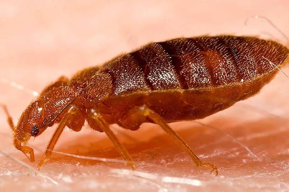 how long can bed bugs live without a food source