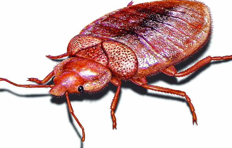 how long can bed bugs live without eating