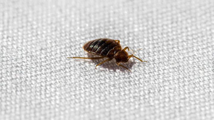 how long can bed bugs live without feeding