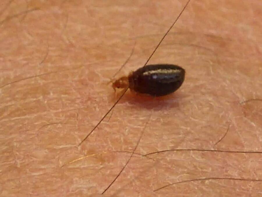 how long can bed bugs live without oxygen