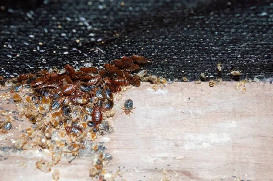 how long can bedbugs live without feeding