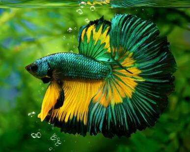 How long can betta fish live in cold water?