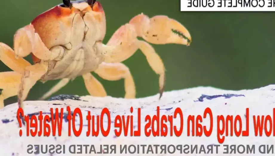 how long can crabs live in a bucket of water