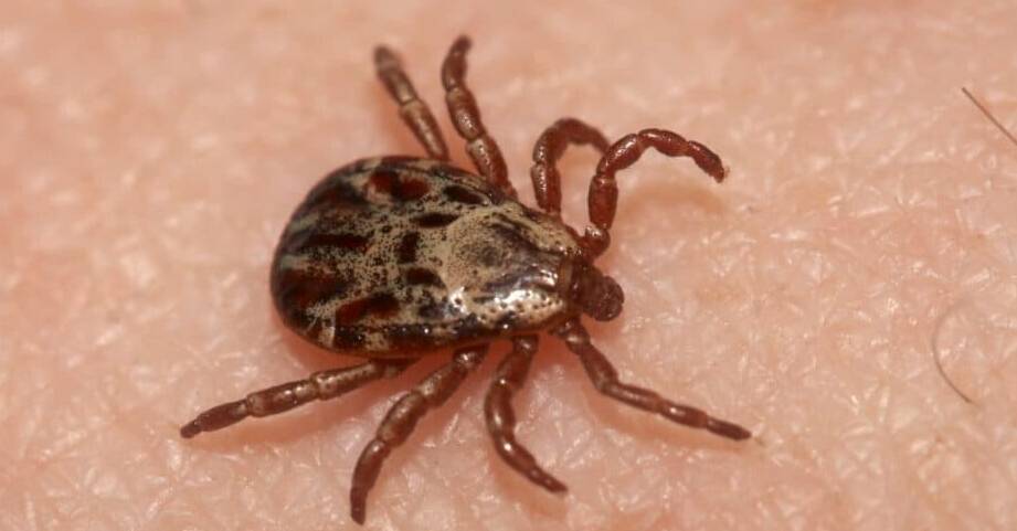 How long can dog ticks live without a host?