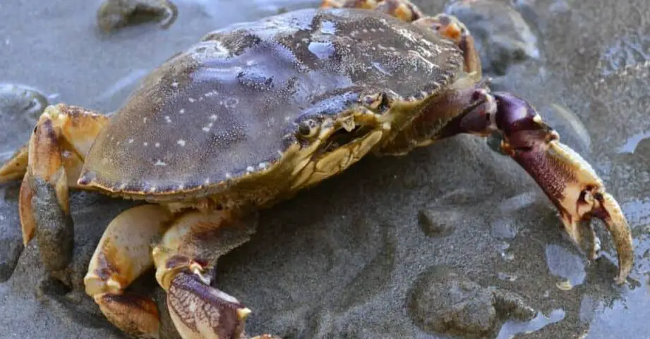 how long can dungeness crabs live out of water