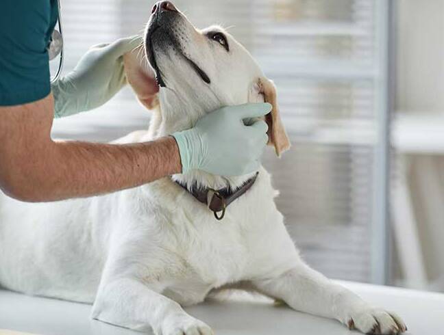 how long can kennel cough live on clothes