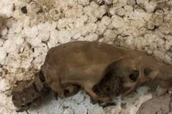 how long can mice live under floorboards