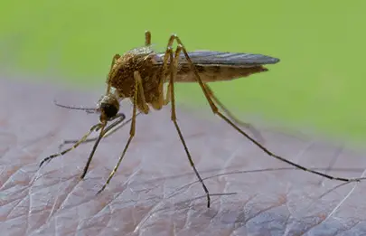 how long can mosquitoes live in your house