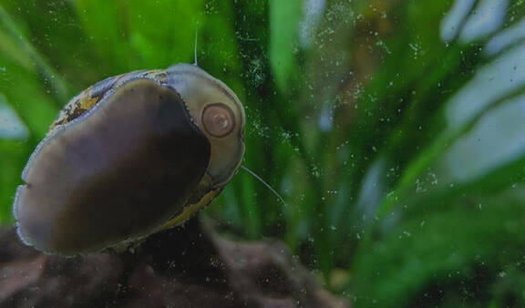 how long can nerite snails live out of water