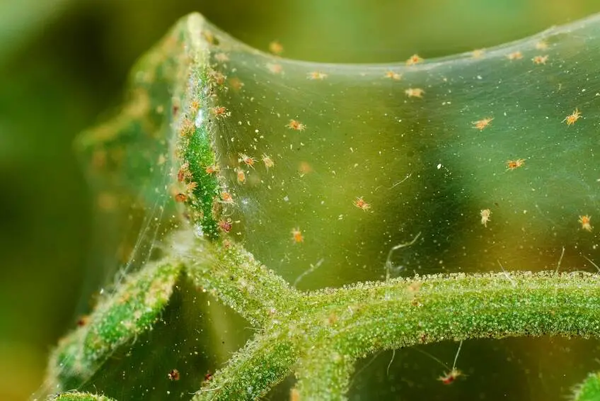 how long can spider mites live without food