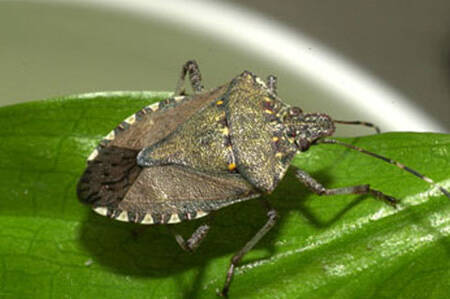 how long can stink bugs live without food or water