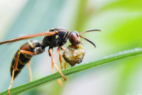 how long can wasps live without food or water