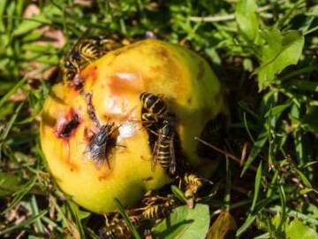 how long can yellow jackets live without food