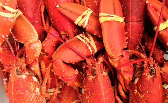 how long can you keep live lobster in the fridge