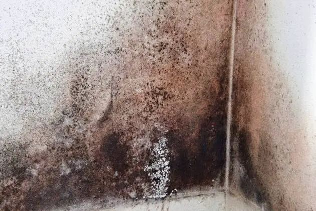 how long can you live in a house with mold