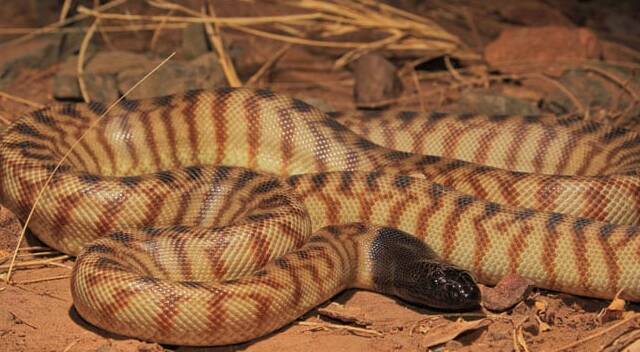 how long do black headed pythons live for