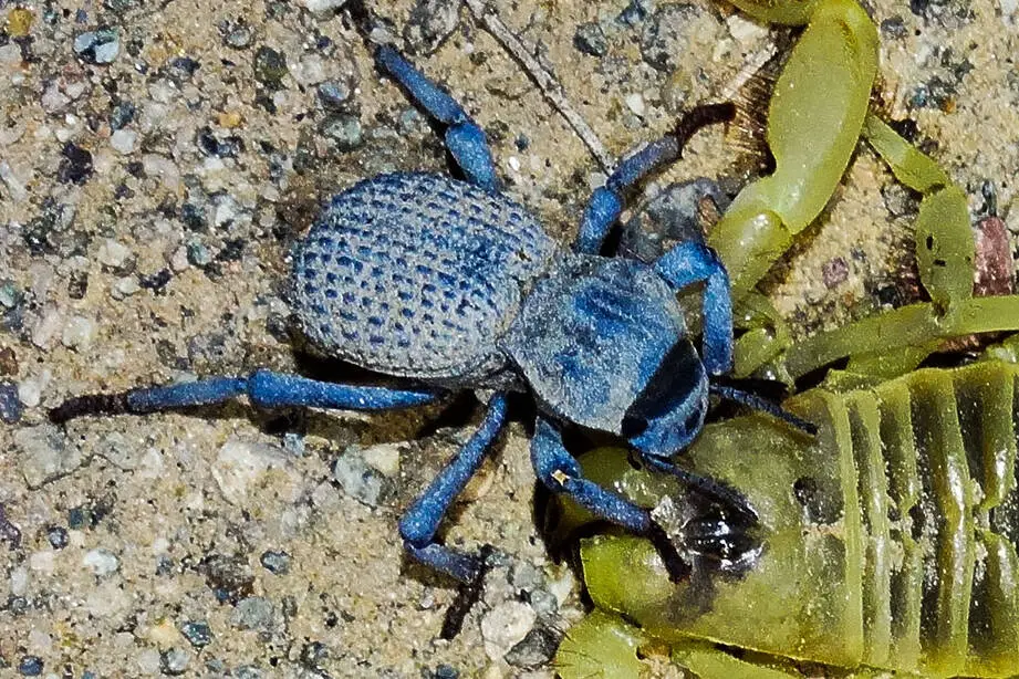 How long do blue death feigning beetles live?