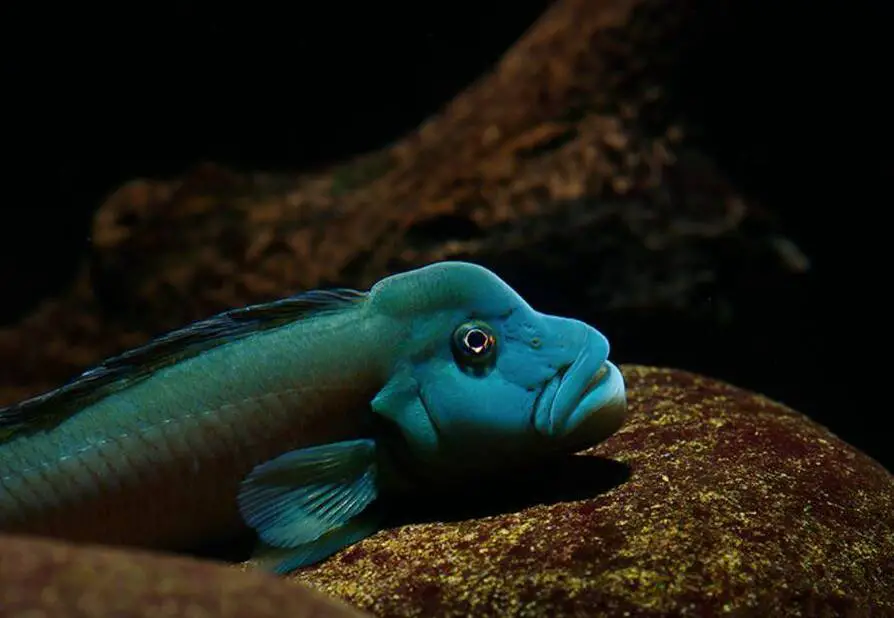 how long do cichlids live in an aquarium