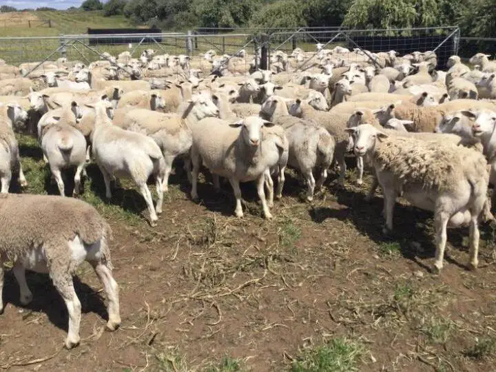 how long do dorper sheep live in australia