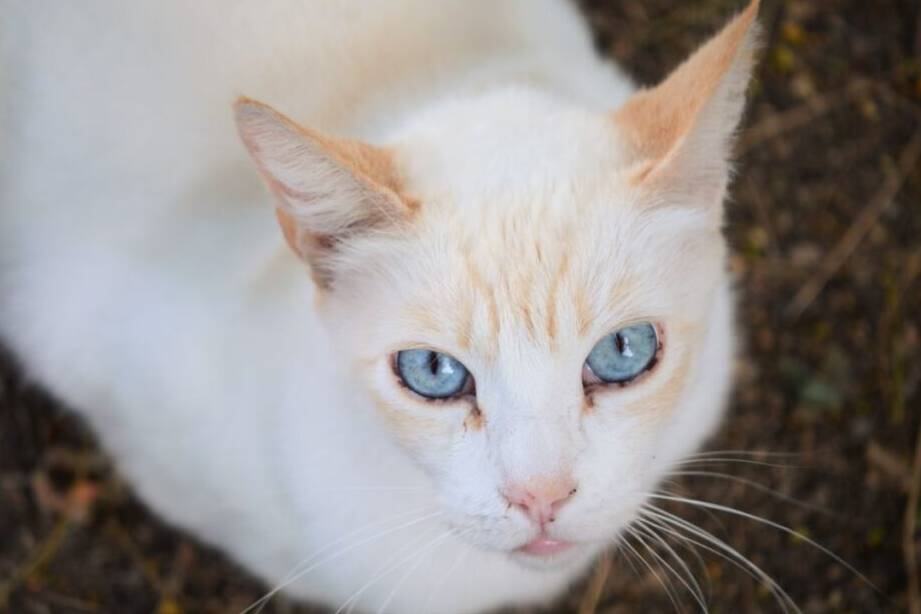 how long do flame point siamese cats live
