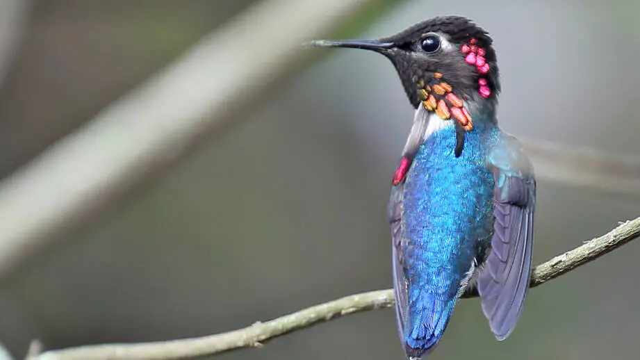 how long do hummingbirds live in captivity