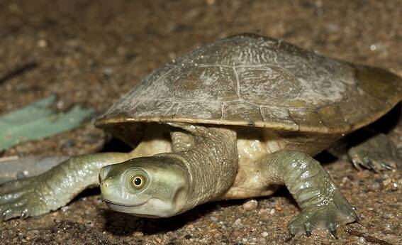 how long do murray river turtles live for