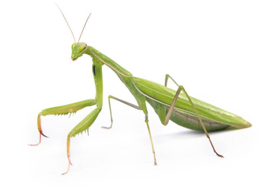how long do praying mantises live as pets