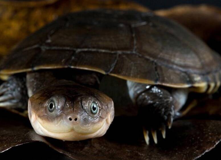 how long do short necked turtles live for