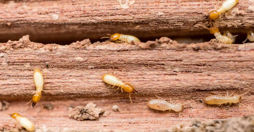 how long do termites live after treatment