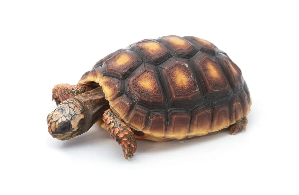 How long does a red-footed tortoise live?