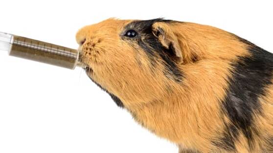 How long will a guinea pig live with paralysis?