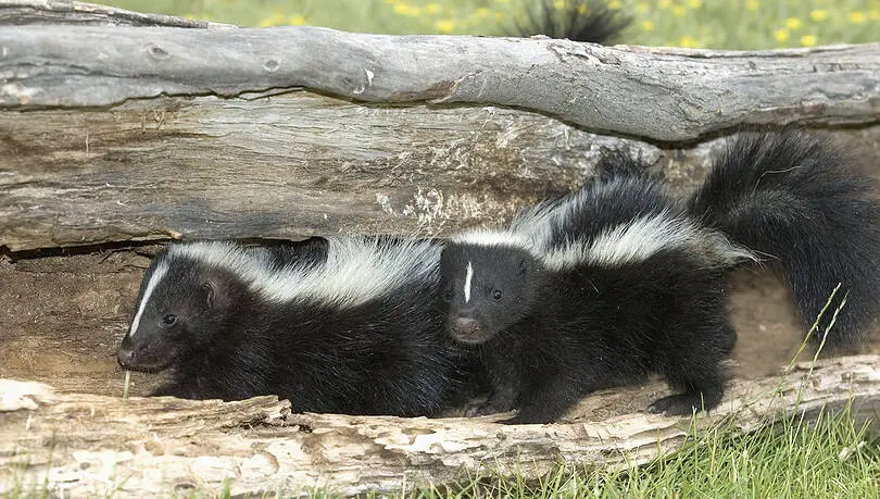 how long will a skunk live in a live trap