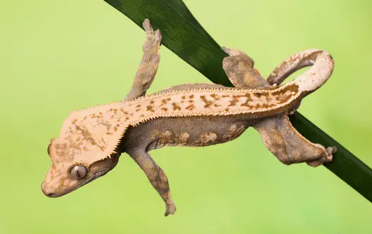 how many crested geckos can live together
