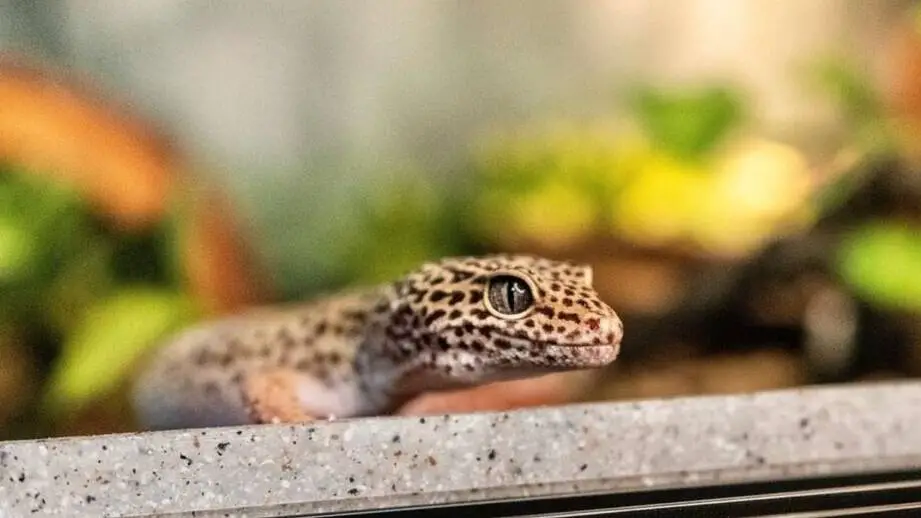 how many leopard geckos can live together