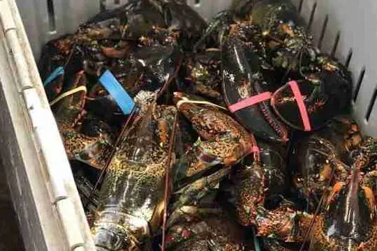 how much are live lobsters at market basket