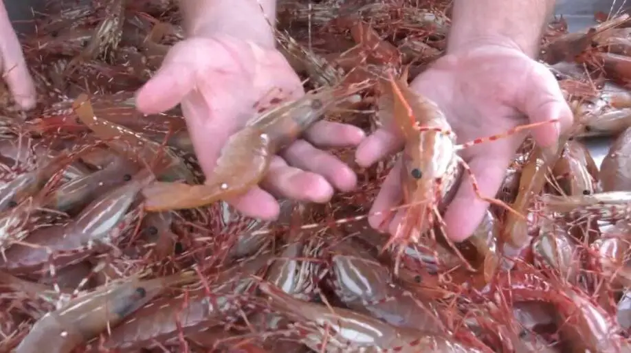 How to hook a live shrimp without killing it