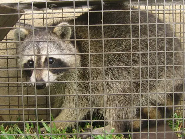 how to release a raccoon from a live trap