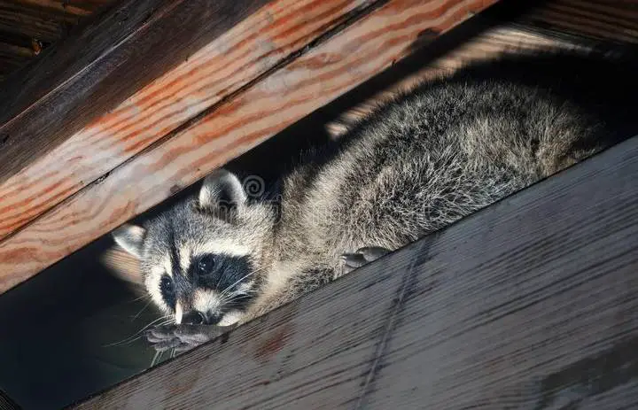 How to safely capture a raccoon in a live trap