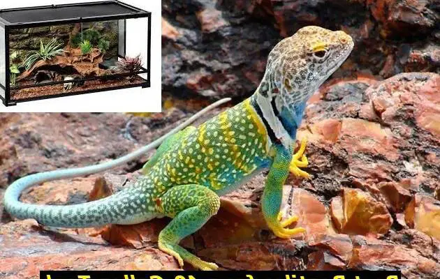 reptiles that can live in a 10 gallon tank
