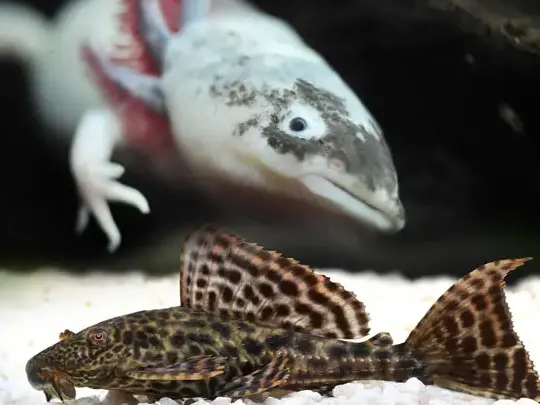 what algae eaters can live with axolotls
